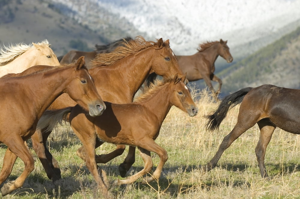 Horses Running Canvas Art - John Pitcher Design Pics (17 x 11)