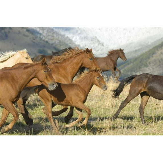 Horses Running Poster Print