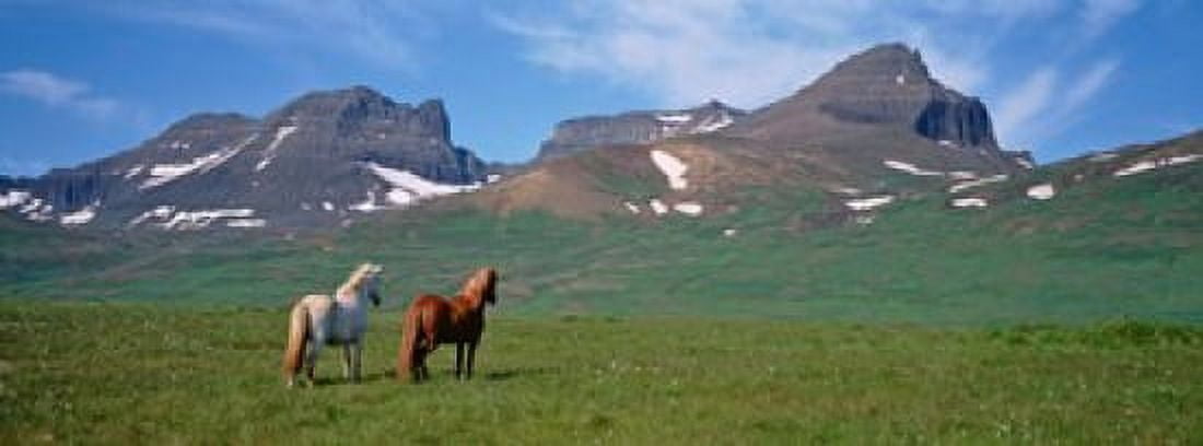 Horses Standing And Grazing In A Meadow Borgarfjordur Iceland Canvas Art - Panoramic Images (15 x 6)