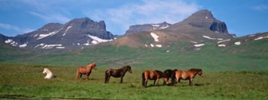 Horses Standing And Grazing In A Meadow Borgarfjordur Iceland Canvas Art - Panoramic Images (30 x 12)