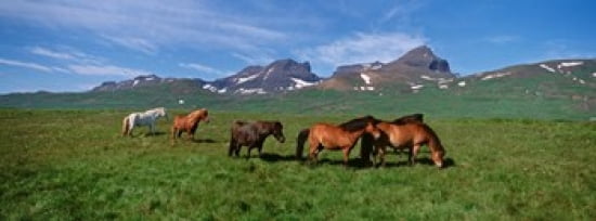 Horses Standing And Grazing In A Meadow Borgarfjordur Iceland Canvas Art - Panoramic Images (36 x 13)
