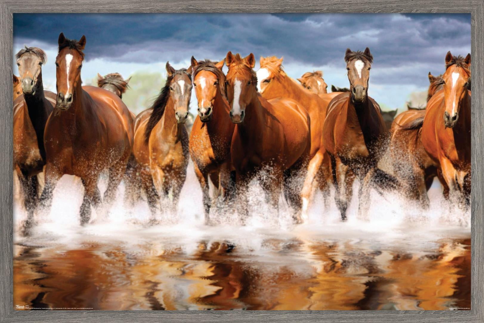 Horses Wall Poster, 14.725" x 22.375", Framed