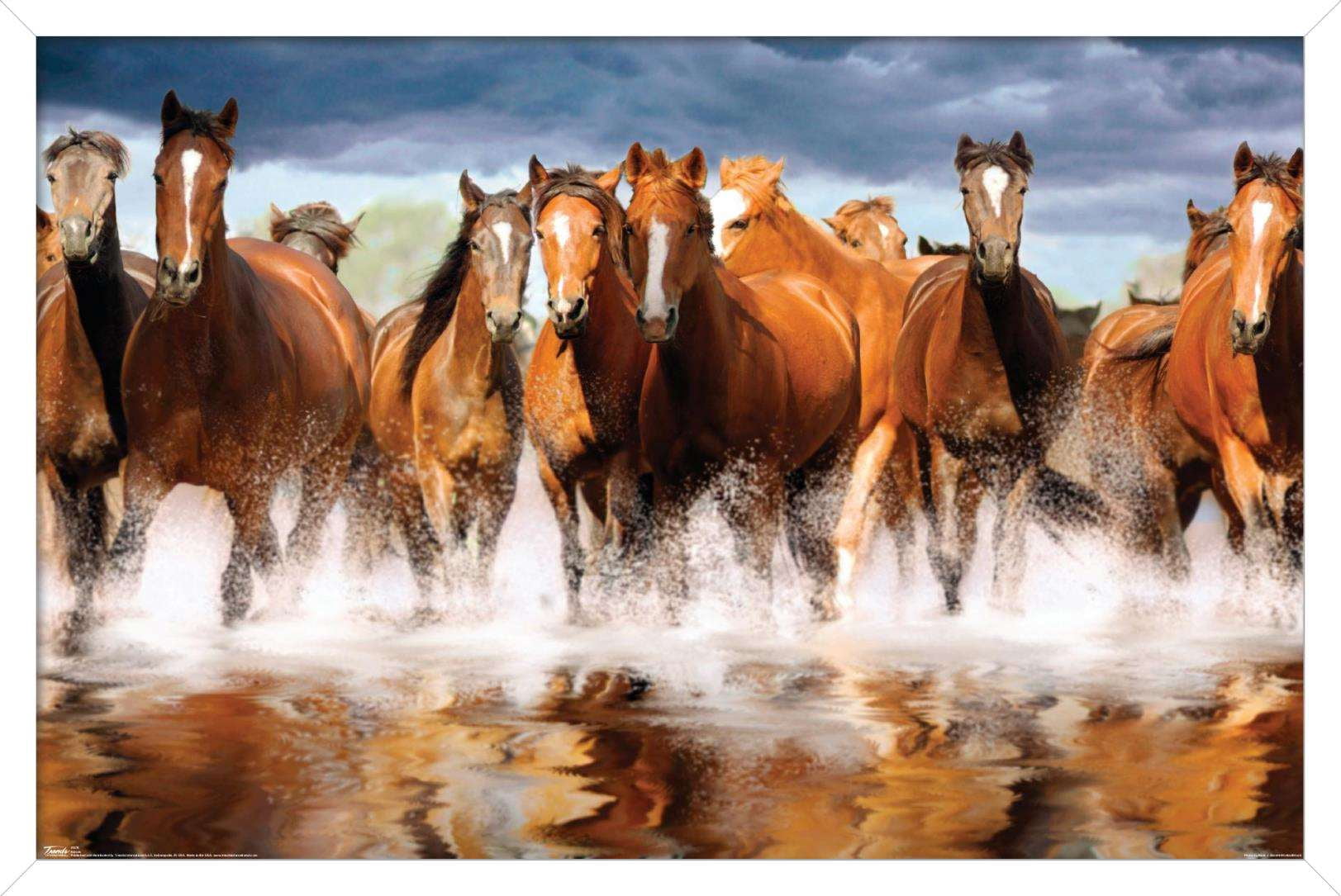 Horses Wall Poster, 14.725" x 22.375", Framed