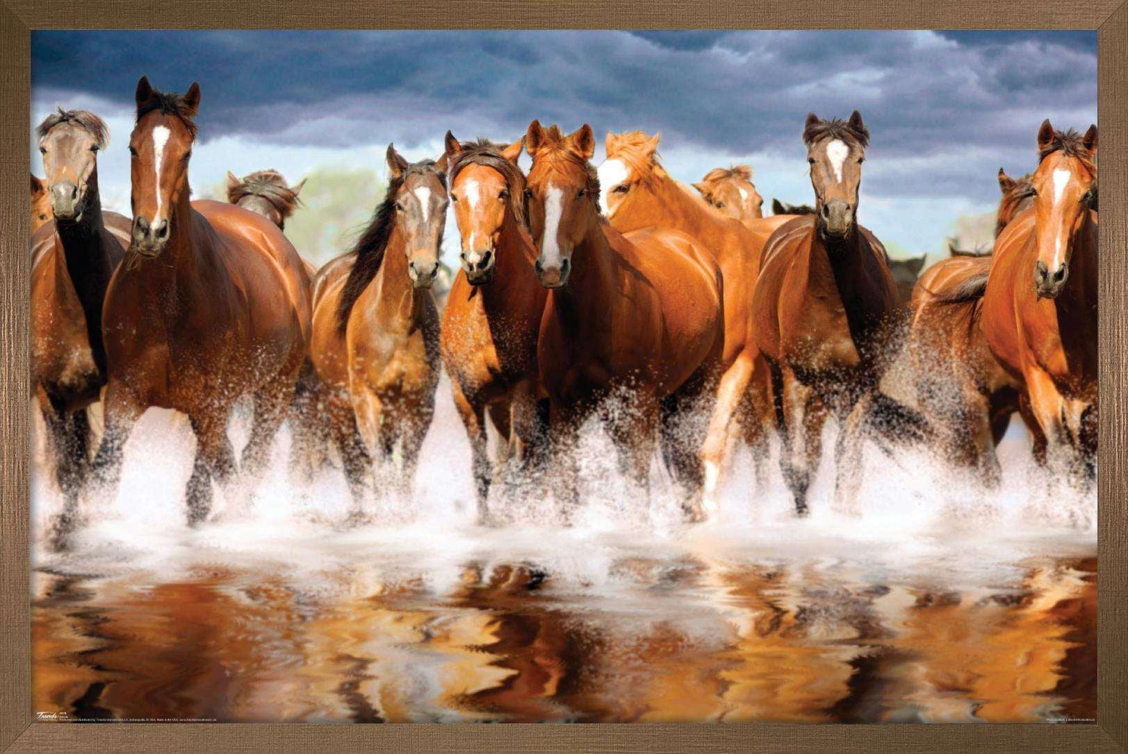 Horses Wall Poster, 14.725" x 22.375", Framed
