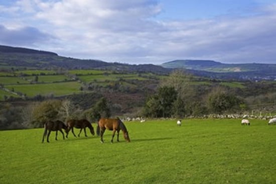 Horses and Sheep in the Barrow Valley Near St Mullins County Carlow Ireland Canvas Art - Panoramic Images (24 x 16)