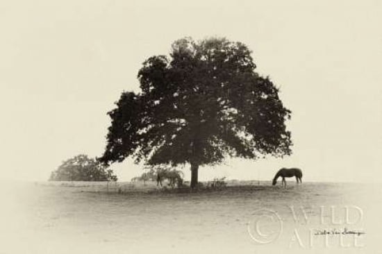 Horses and Trees I Canvas Art - Debra Van Swearingen (12 x 18)