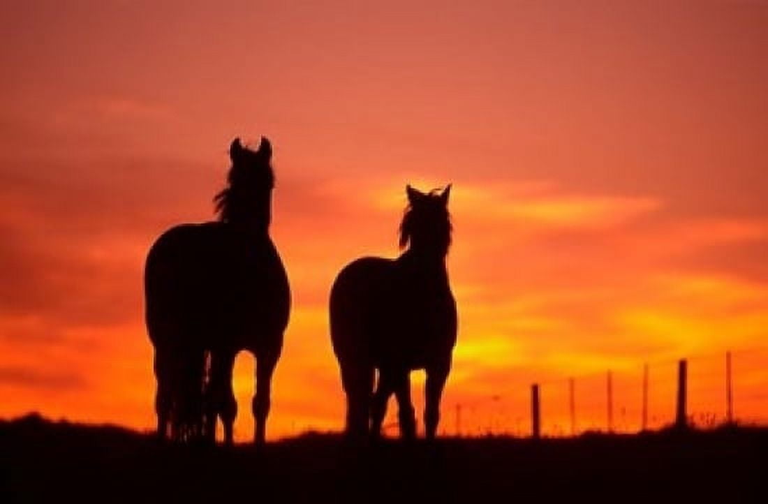 Horses at Sunset near Ranfurly Maniototo Central Otago Canvas Art - David Wall DanitaDelimont (18 x 12)