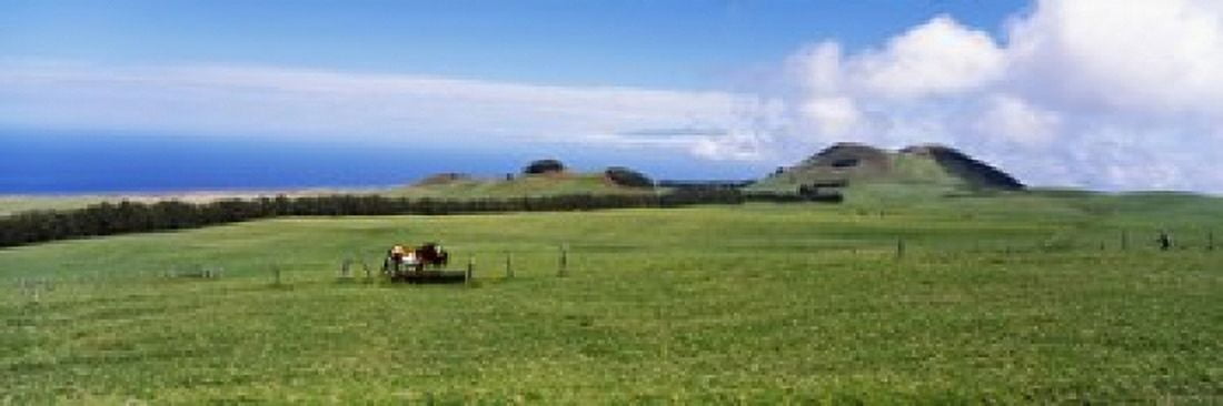 Horses at feeding at trough in a ranch Hawaii USA Canvas Art - Panoramic Images (18 x 6)