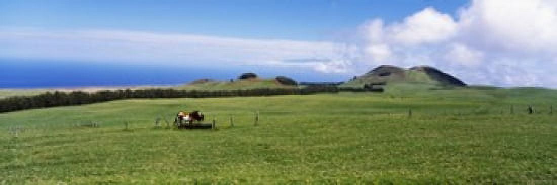 Horses at feeding at trough in a ranch Hawaii USA Canvas Art - Panoramic Images (36 x 12)