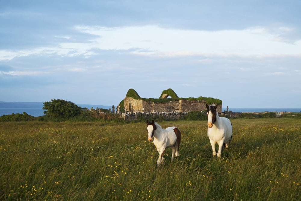 Horses beside church ruins near Liscannor County Clare Ireland Canvas Art - Carl Bruemmer Design Pics (38 x 24)