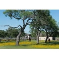 thumbnail image 1 of Horses gallop toward the camera in a wildflower-rich National Park Service meadow in Johnson City, T Poster Print by Carol Highsmith (24 x 36), 1 of 1