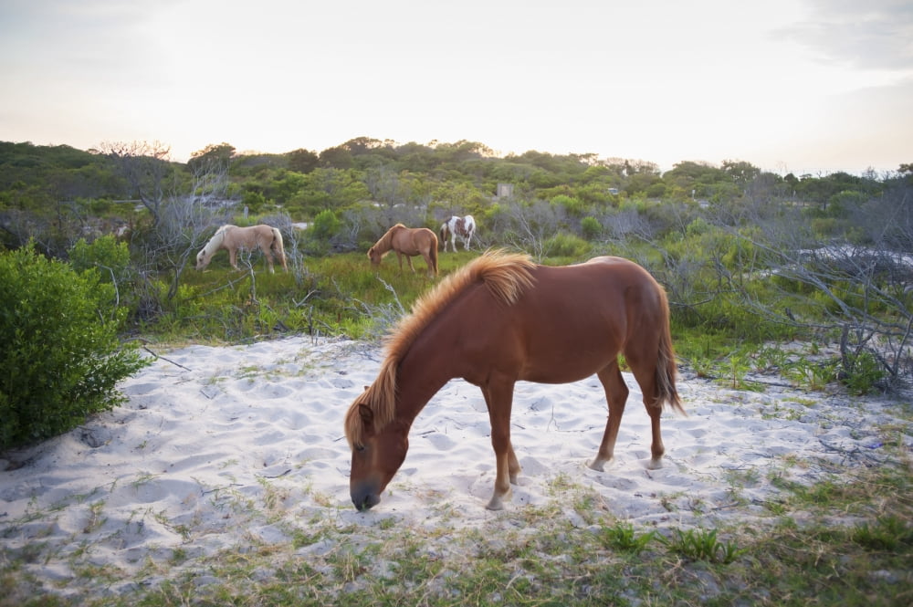 Horses grazing at Assateague Island National Seashore Maryland United States of America Canvas Art - Remsberg Inc Design Pics (38 x 24)