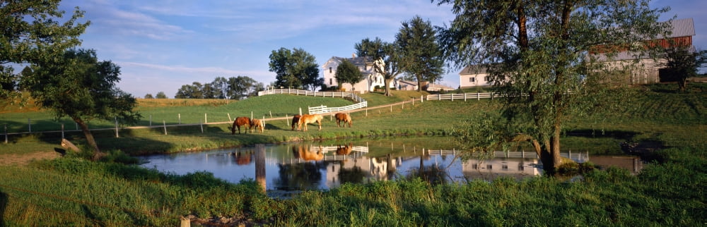 Horses grazing at a farm Amish Country Indiana USA Canvas Art - Panoramic Images (36 x 12)