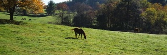 Horses grazing in a field Kent County Michigan USA Canvas Art - Panoramic Images (36 x 12)