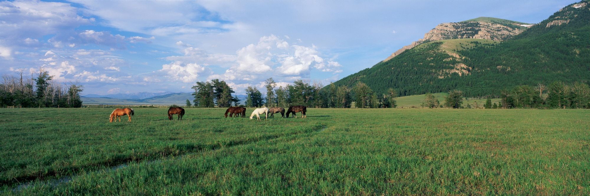 Horses grazing in pasture Canvas Art - Panoramic Images (27 x 9)