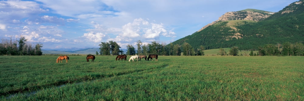 Horses grazing in pasture Canvas Art - Panoramic Images (36 x 12)