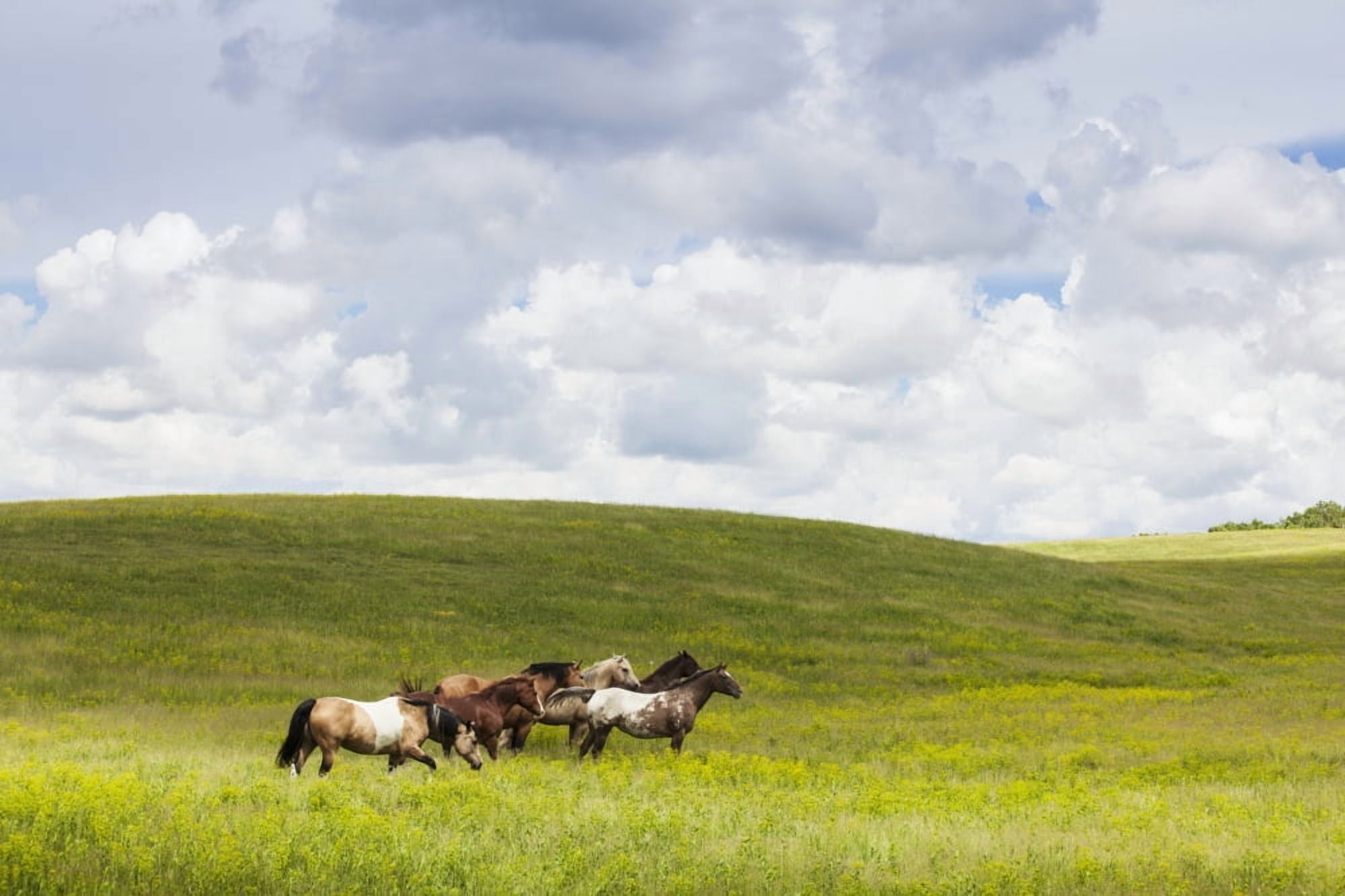 Horses in a field Winnipeg Manitoba Canada Canvas Art - Susan Dykstra Design Pics (38 x 24)