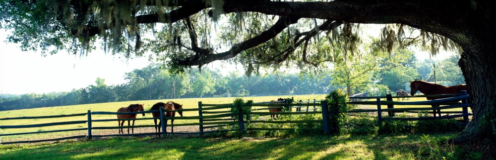 Horses in a ranch Hobeau Farms Barn Ocala Marion County Florida USA Canvas Art - Panoramic Images (12 x 36)