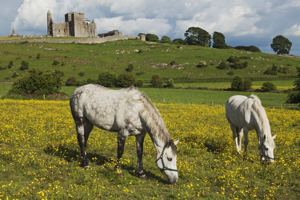 Horses in front of Rock of Cashel County Tipperary Ireland Canvas Art - Carl Bruemmer Design Pics (38 x 24)