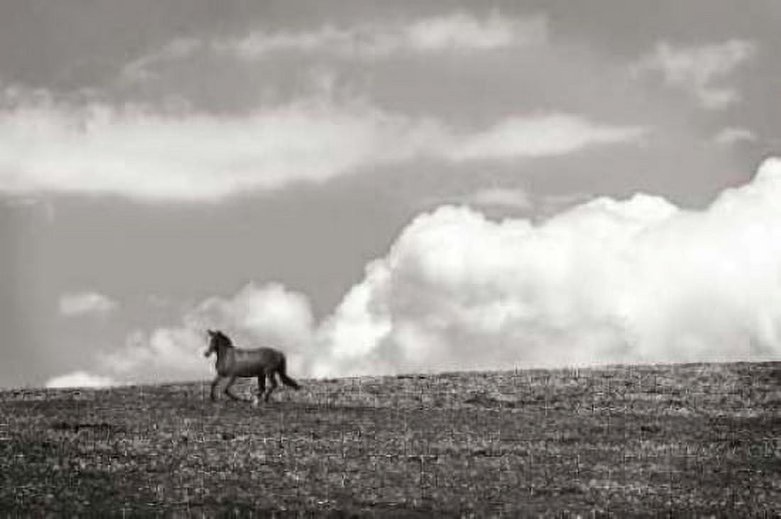 Horses in the Clouds I - BW Canvas Art - Alan Hausenflock (20 x 28)