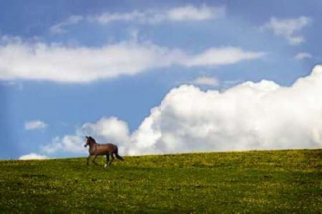Horses in the Clouds I Canvas Art - Alan Hausenflock (20 x 28)