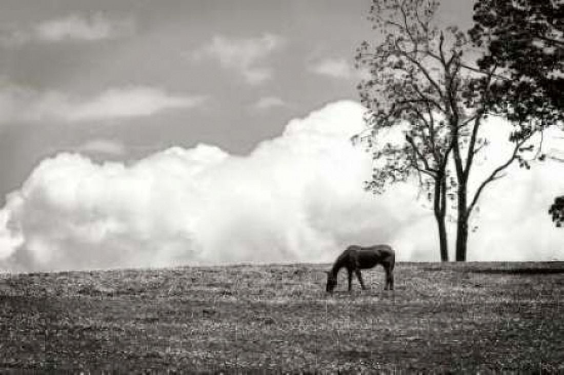 Horses in the Clouds II - BW Canvas Art - Alan Hausenflock (20 x 28)