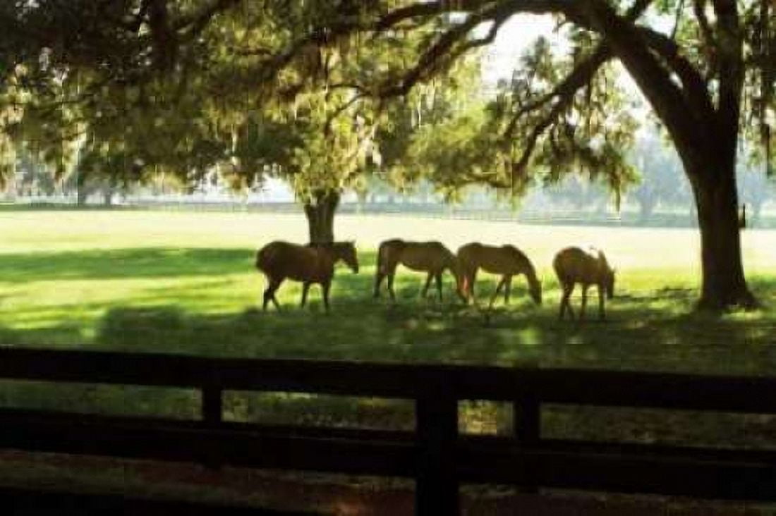 Horses in the Sunrise I Canvas Art - Alan Hausenflock (20 x 28)