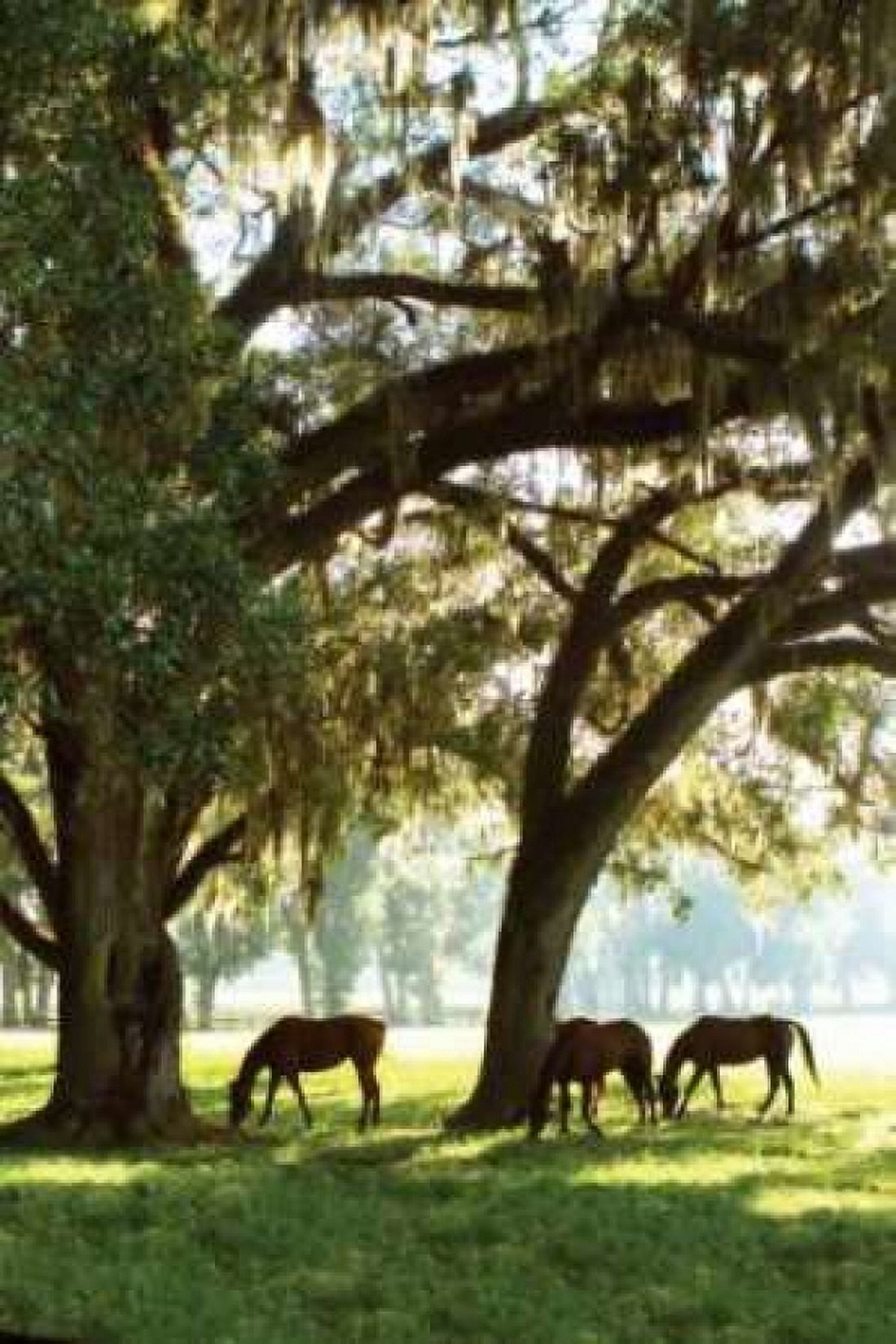 Horses in the Sunrise V Canvas Art - Alan Hausenflock (20 x 28)