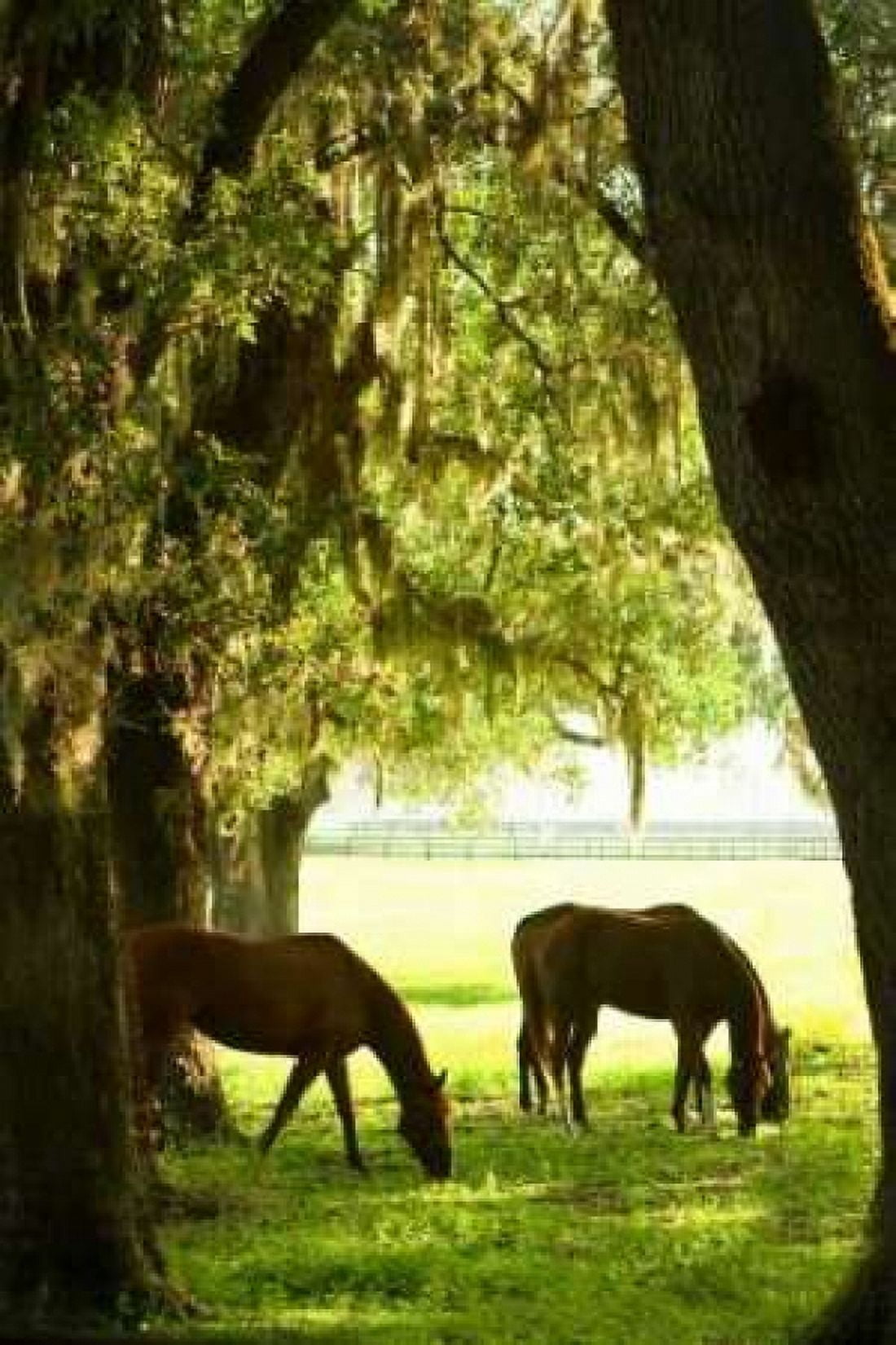 Horses in the Sunrise VI Canvas Art - Alan Hausenflock (20 x 28)