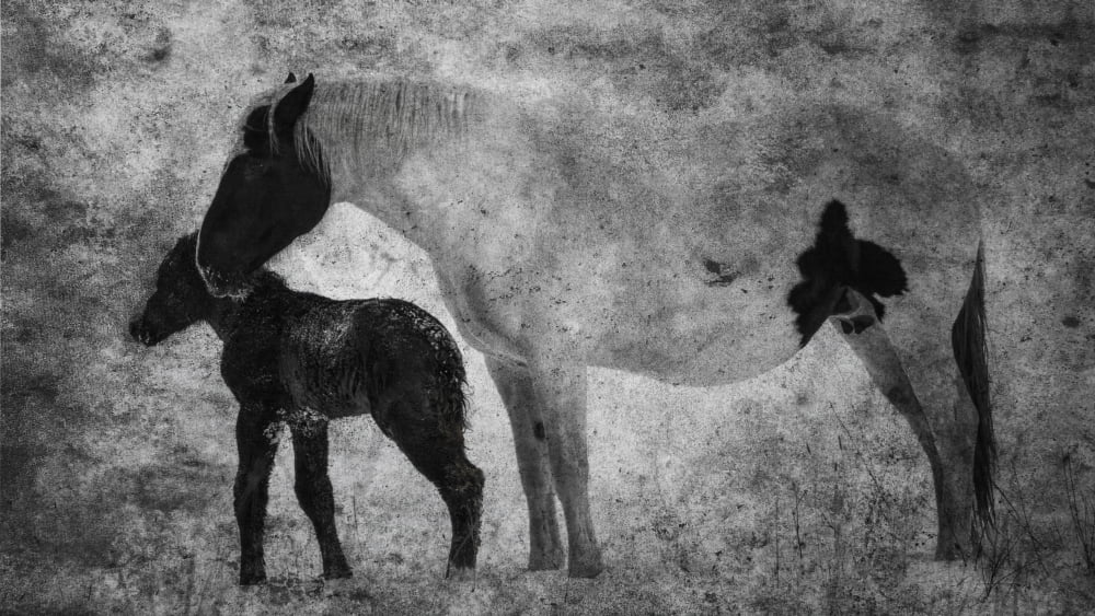Horses mare and foal Alberta Canada Canvas Art - Ron Harris Design Pics (40 x 22)