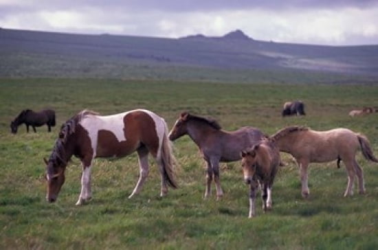 Horses of Dartmoor Devon England Canvas Art - Nik Wheeler DanitaDelimont (18 x 12)