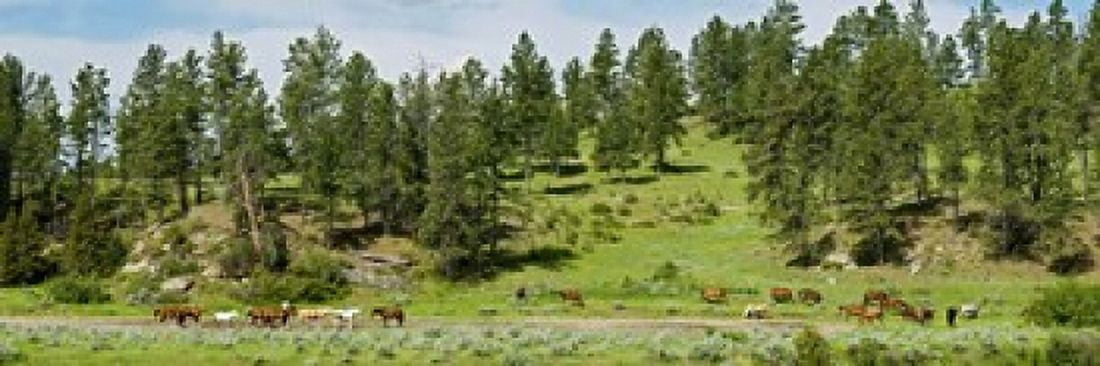 Horses on roundup Billings Montana USA Canvas Art - Panoramic Images (18 x 6)