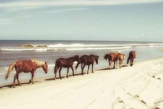 Horses on the Beach Canvas Art - Kathy Mansfield (20 x 28)