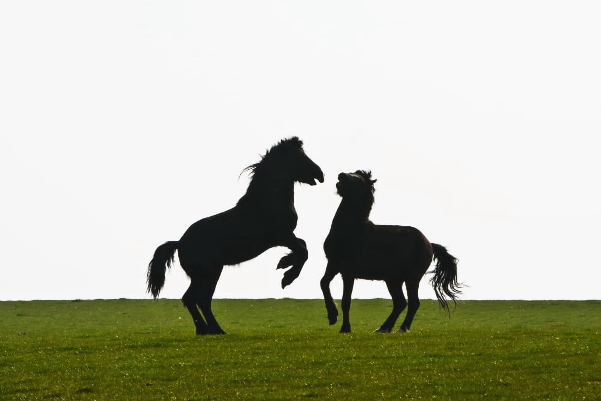 Horses playing in a field near AberMawr bay on Pembrokeshire Coast Path South West Wales Pembrokeshire Wales Canvas Art - Paul Quayle Design Pics (19 x 12)