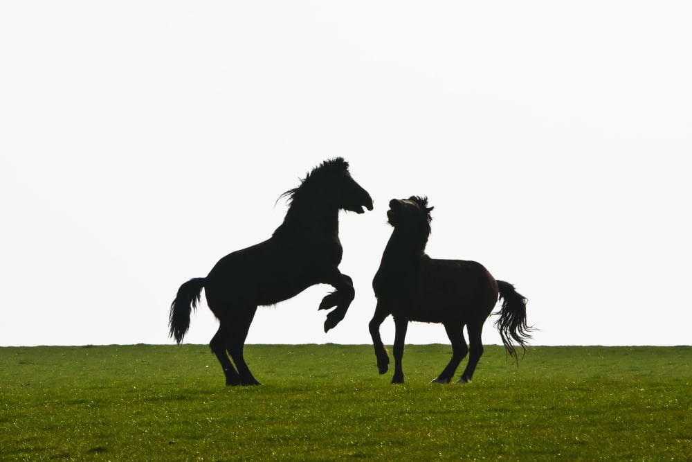 Horses playing in a field near AberMawr bay on Pembrokeshire Coast Path South West Wales Pembrokeshire Wales Canvas Art - Paul Quayle Design Pics (38 x 24)