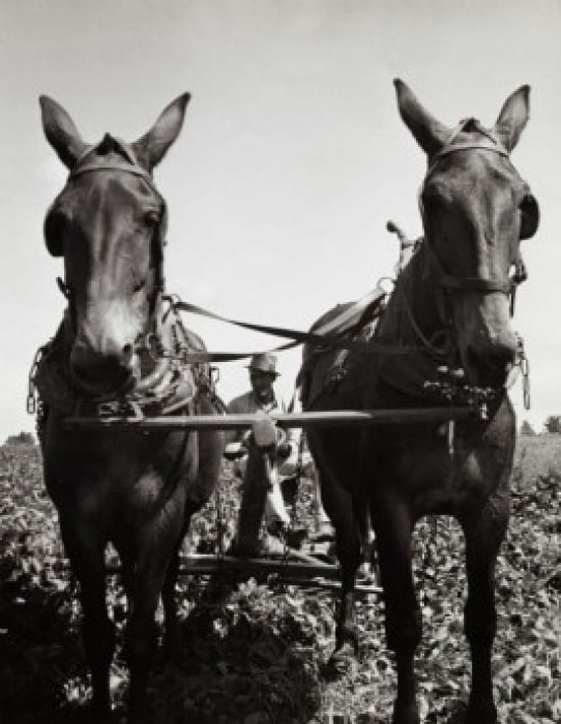 Horses plowing a field Canvas Art - (18 x 24)