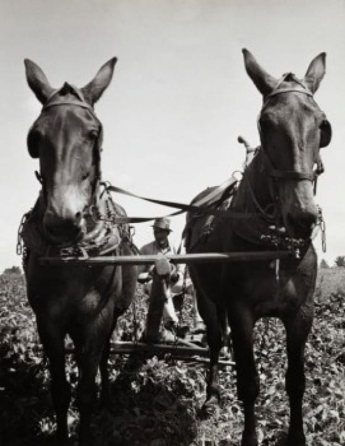 Horses plowing a field Canvas Art - (24 x 36)