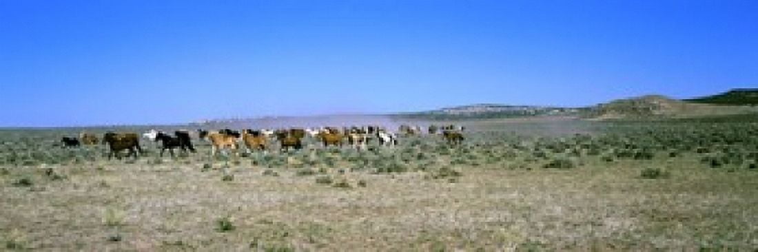 Horses running in a field Colorado USA Canvas Art - Panoramic Images (18 x 6)