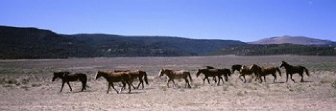 Horses running in a field Colorado USA Canvas Art - Panoramic Images (18 x 6)