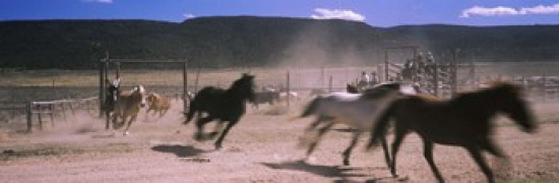 Horses running in a field Colorado USA Canvas Art - Panoramic Images (18 x 6)