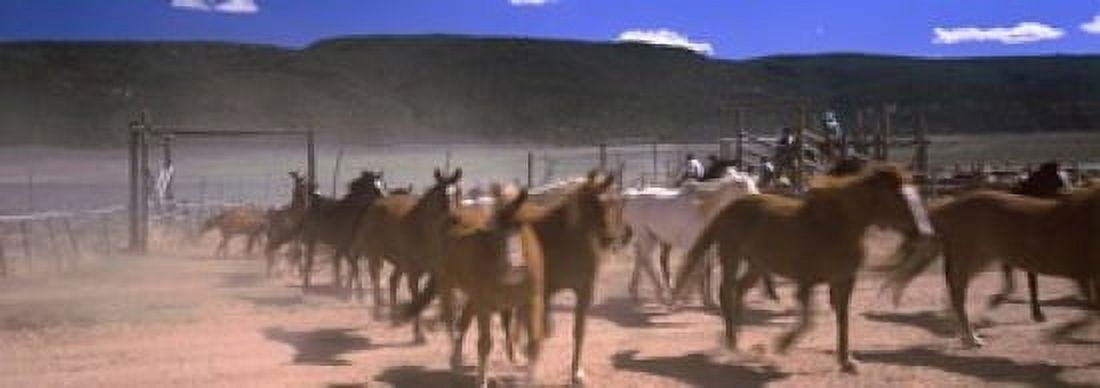 Horses running in a field Colorado USA Canvas Art - Panoramic Images (18 x 7)