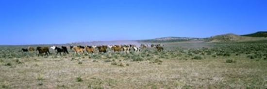 Horses running in a field Colorado USA Canvas Art - Panoramic Images (36 x 12)