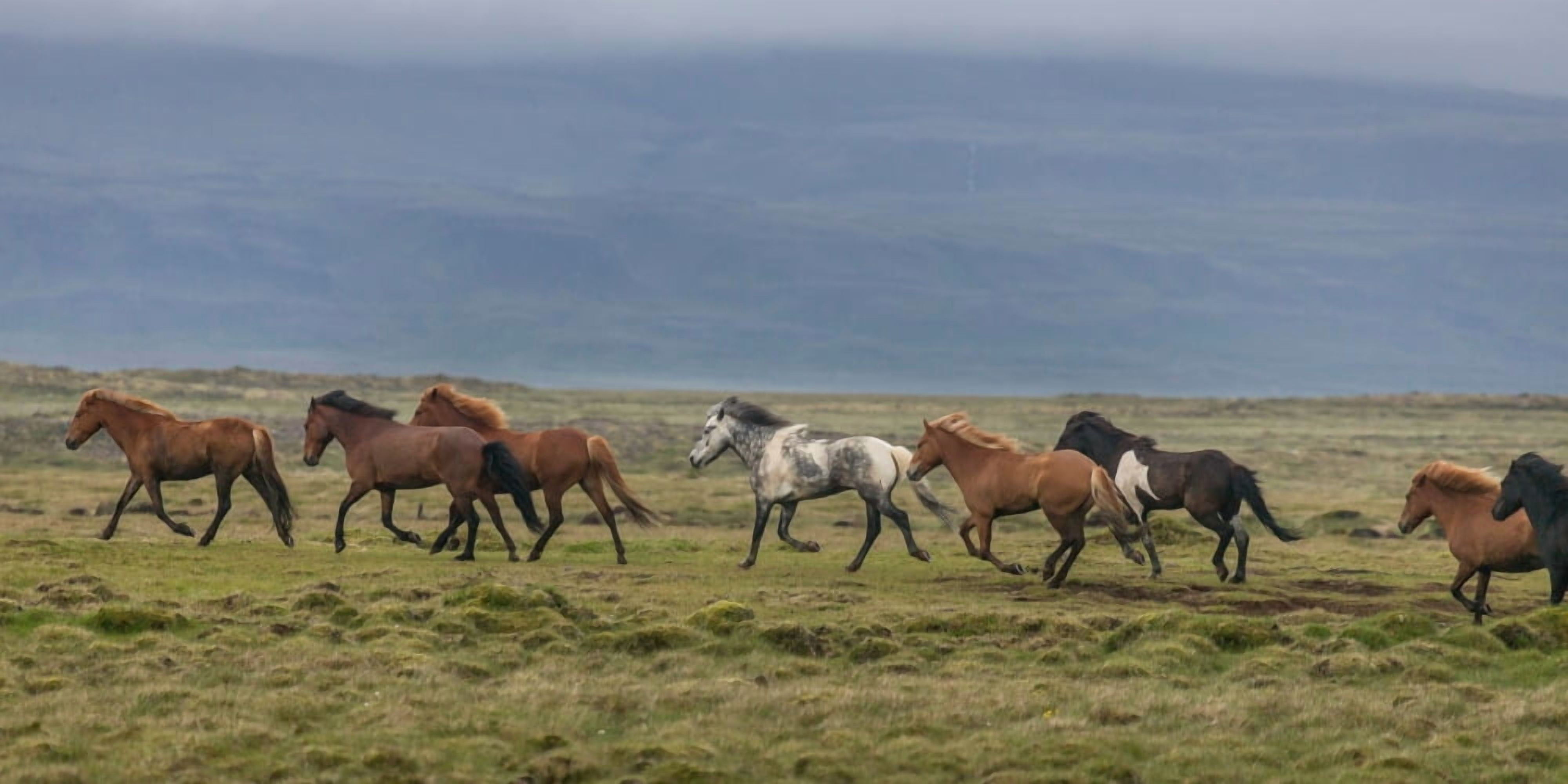 Horses running in the countryside Iceland Canvas Art - Panoramic Images (12 x 36)
