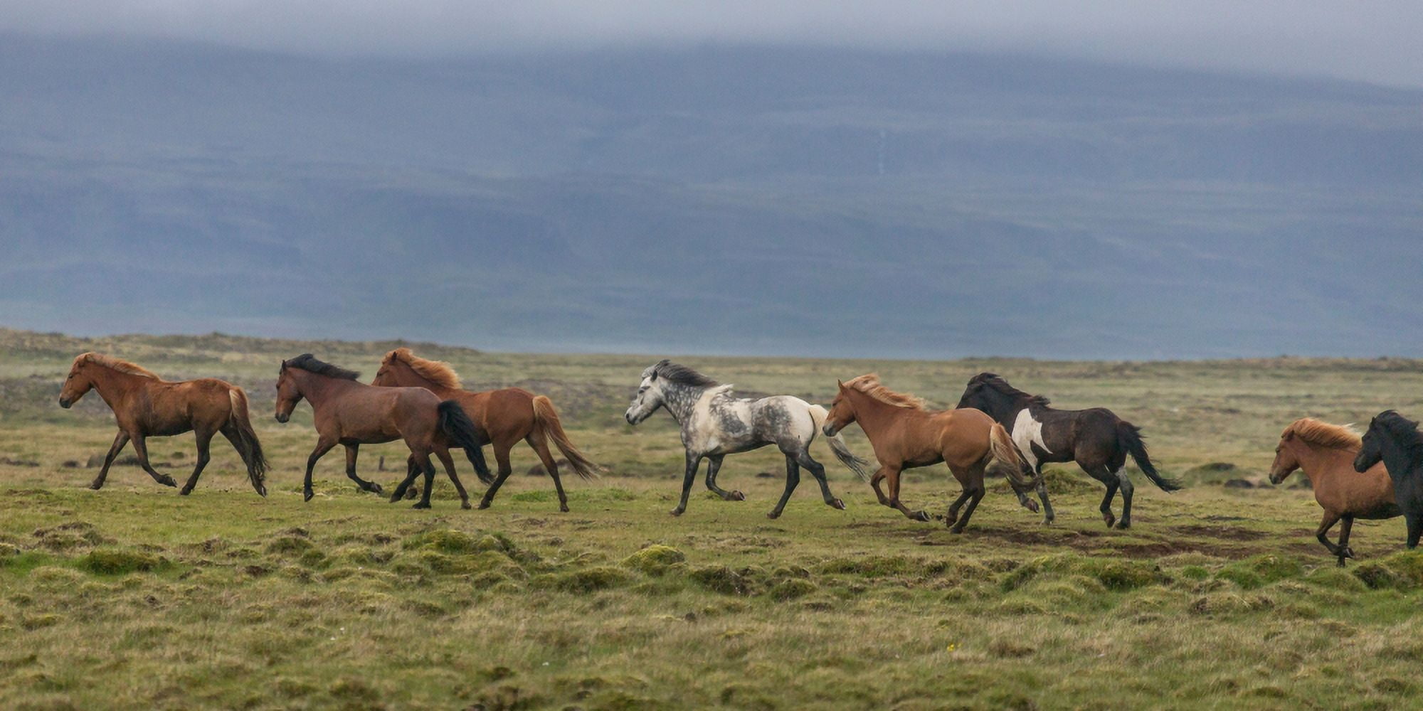 Horses running in the countryside Iceland Canvas Art - Panoramic Images (9 x 27)
