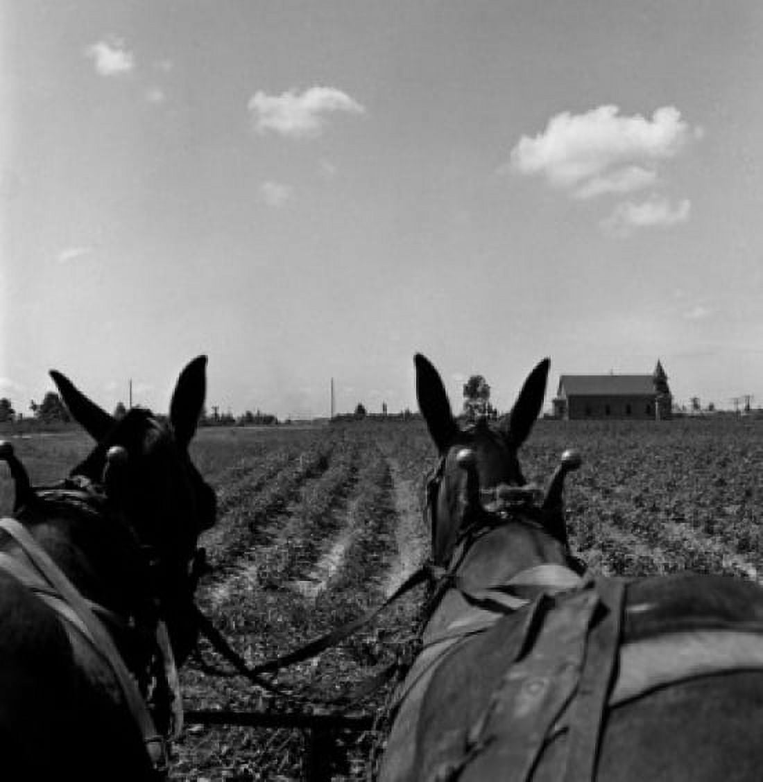 Horses working on farm Canvas Art - (18 x 24)
