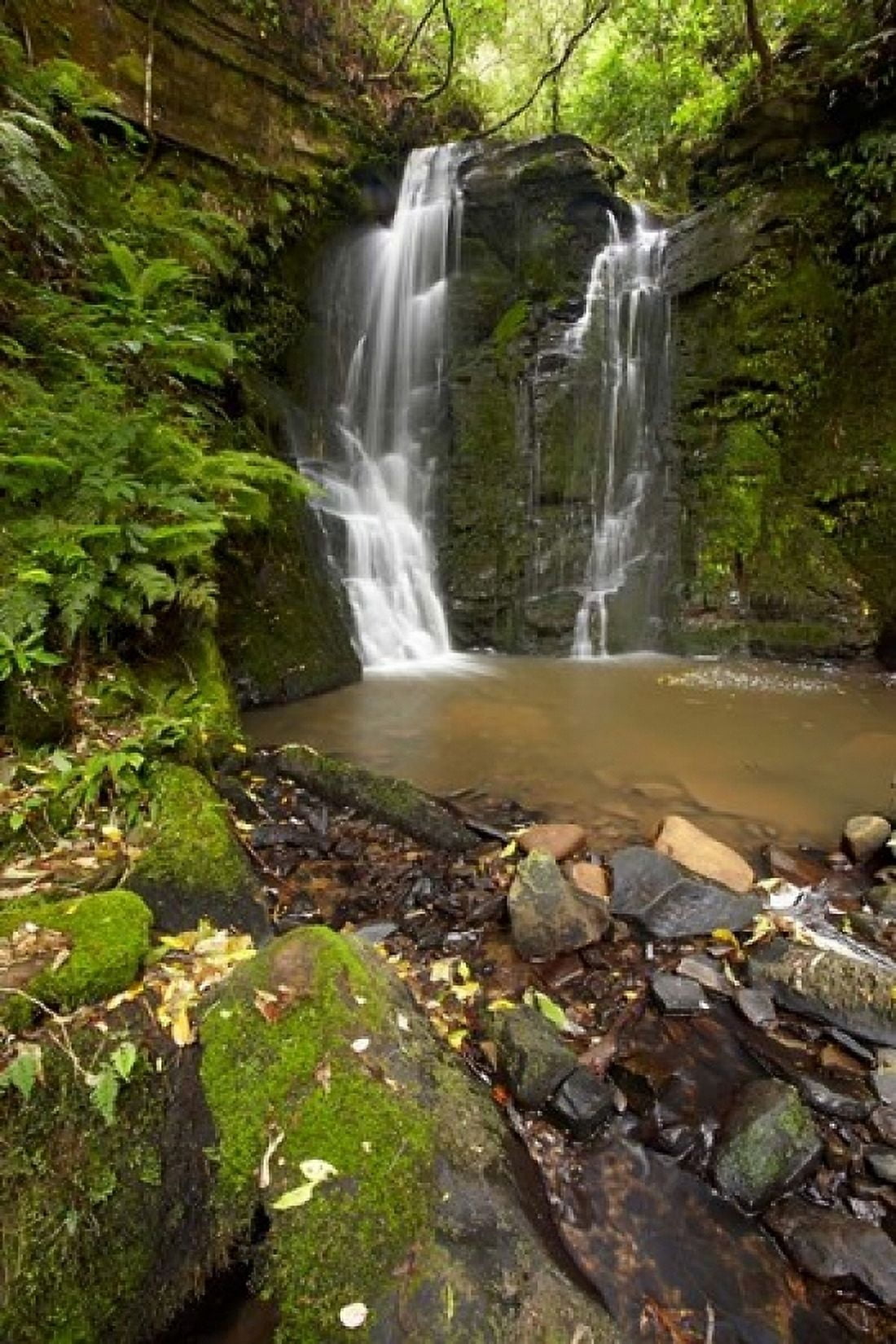Horseshoe Falls Matai Falls Catlins New Zealand Canvas Art - David Wall DanitaDelimont (24 x 36)