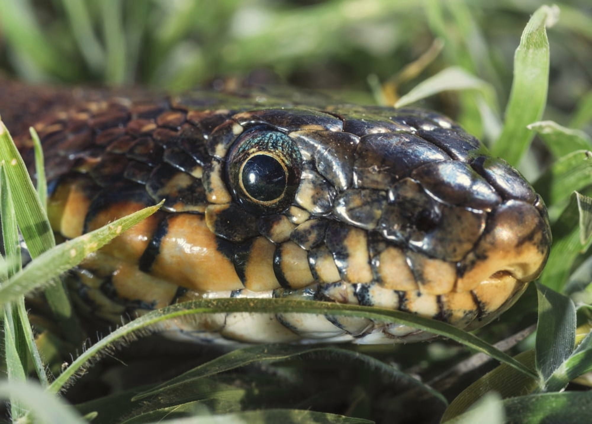 Horseshoe Whip Snake (Hemorrhois hippocrepis) Tarifa Cadiz Andalusia Spain Canvas Art - Ben Welsh Design Pics (19 x 13)