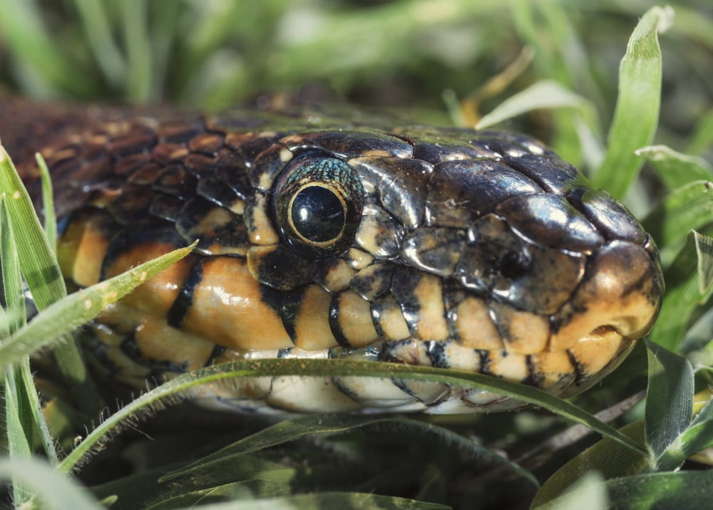 Horseshoe Whip Snake (Hemorrhois hippocrepis) Tarifa Cadiz Andalusia Spain Canvas Art - Ben Welsh Design Pics (38 x 26)