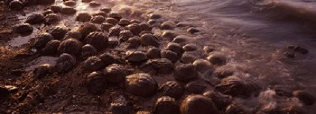 Horseshoe crabs (Limulus polyphemus) spawning Port Mahon Delaware River Delaware USA Canvas Art - Panoramic Images (18 x 7)