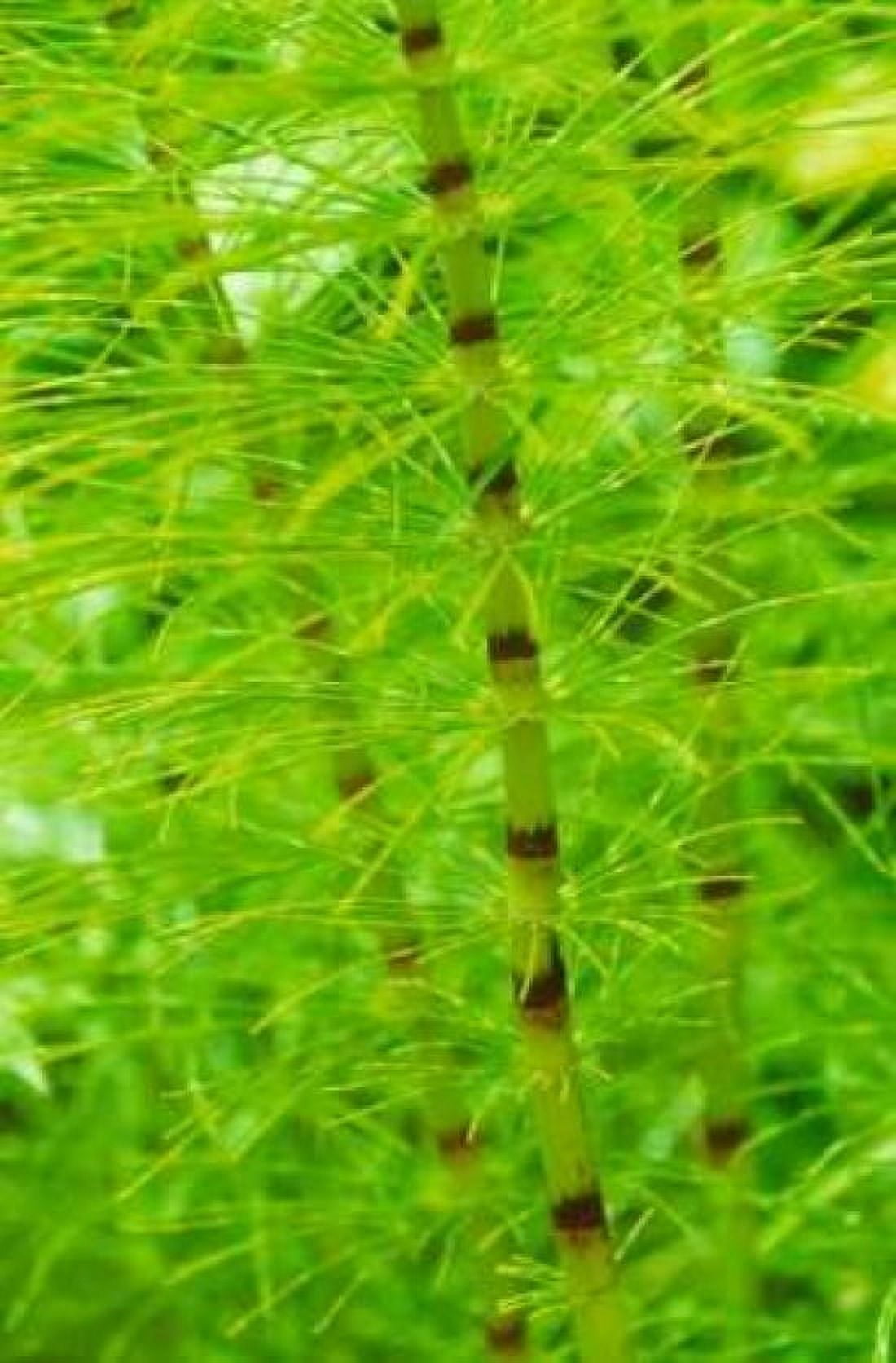 Horsetail Plant Canvas Art - Bob Stefko (12 x 18)